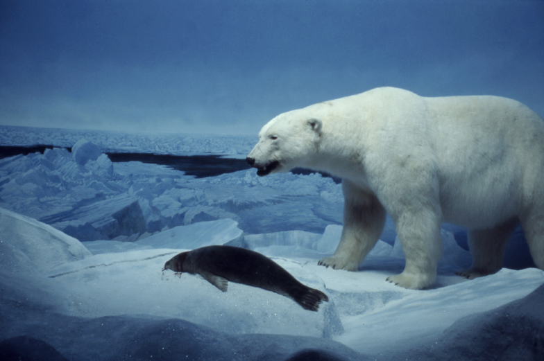 A taxidermized polar bear and seal have been arrange to recreate a scene from the Arctic. 